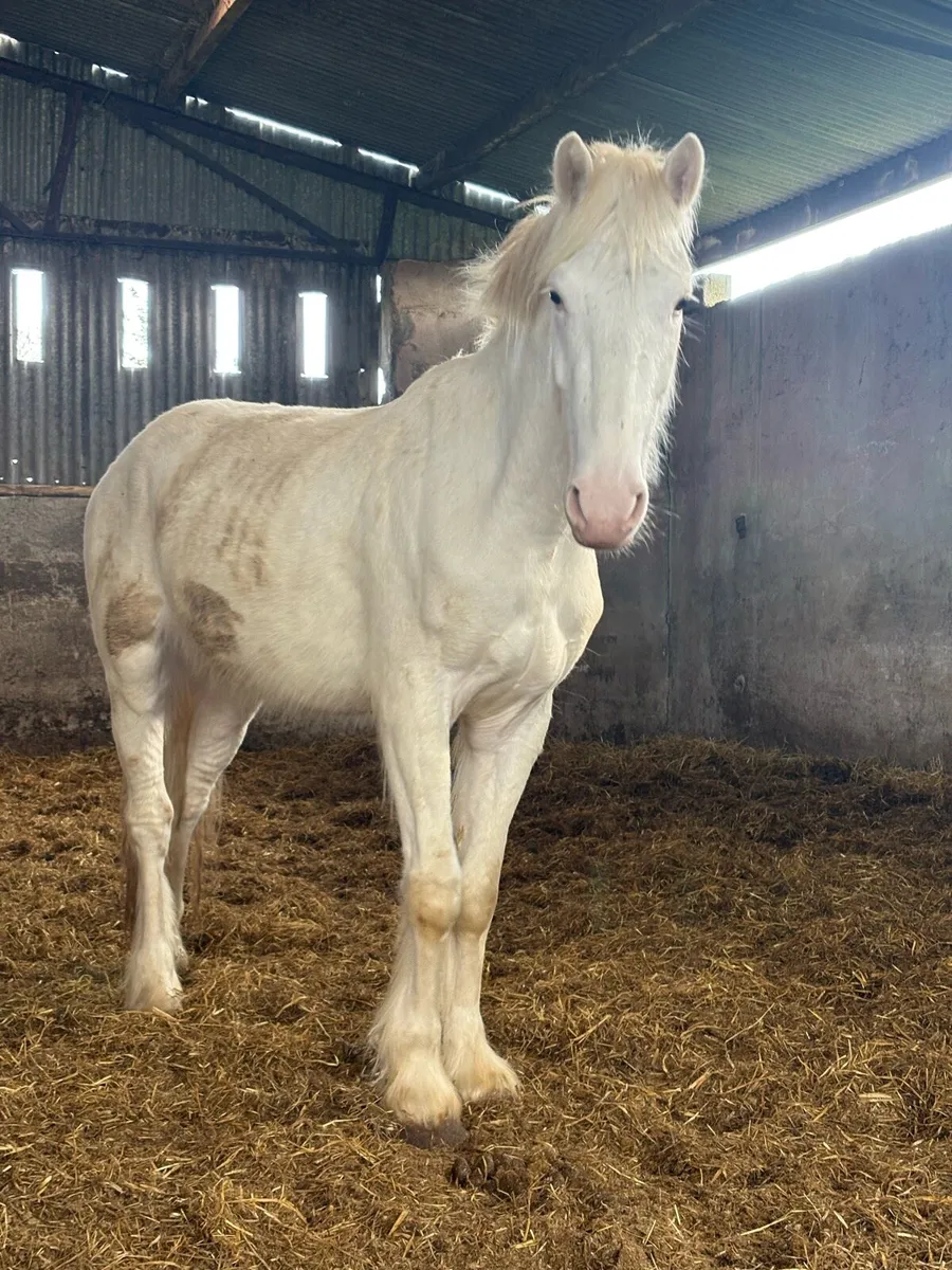 3 year old - Image 1