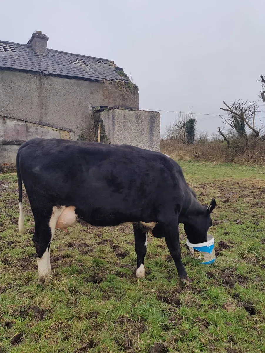 Cow and calf - Image 1