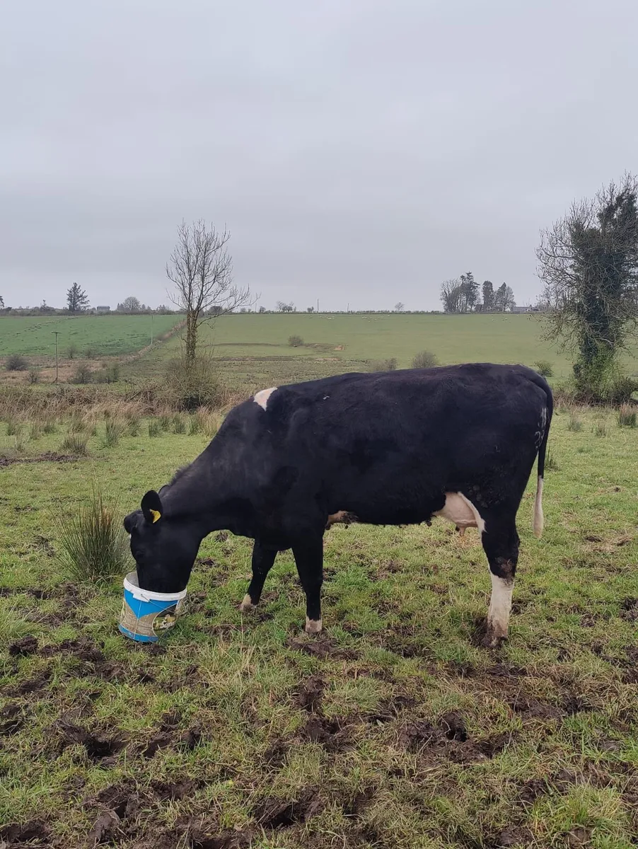 Cow and calf - Image 2