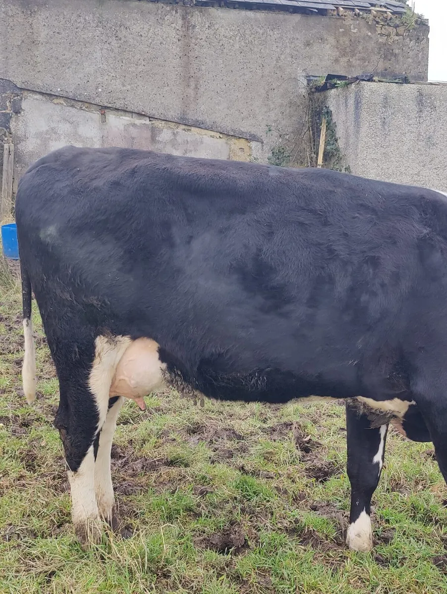 Cow and calf - Image 3