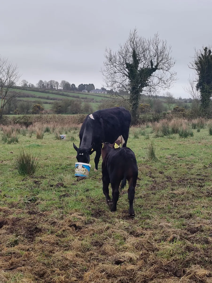 Cow and calf - Image 4