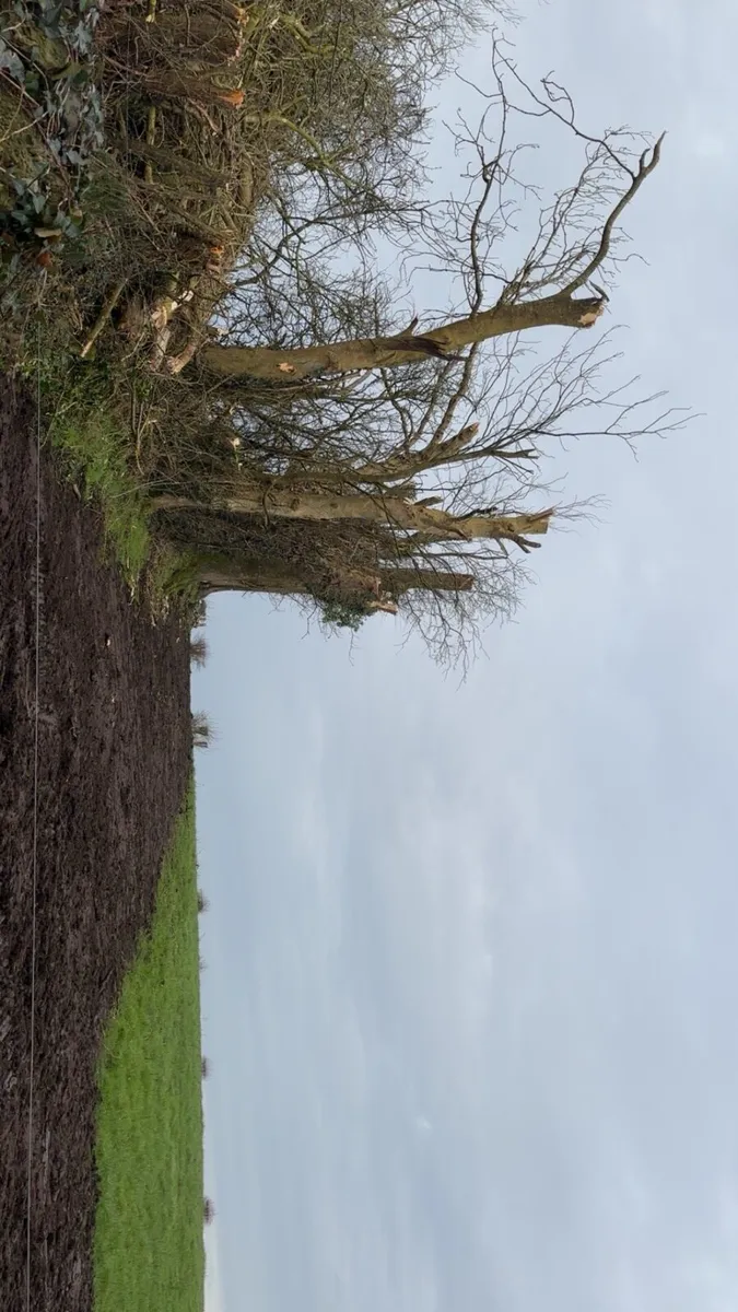 Plant hire / ground works / tree care - Image 3