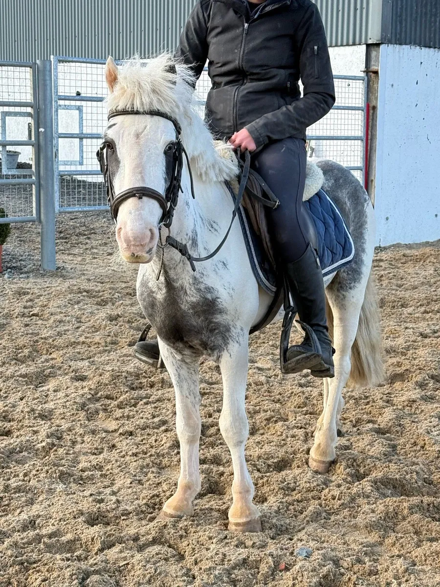 The PERFECT first pony !! - Image 2