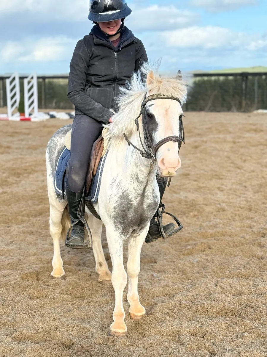 The PERFECT first pony !! - Image 3