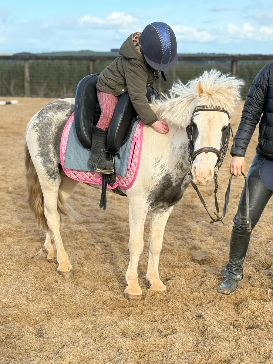 The PERFECT first pony !! - Image 4