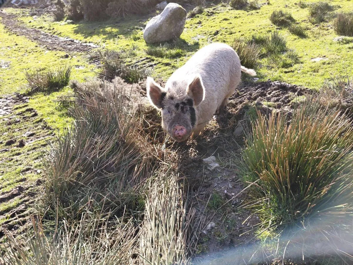 Pigs - Image 2