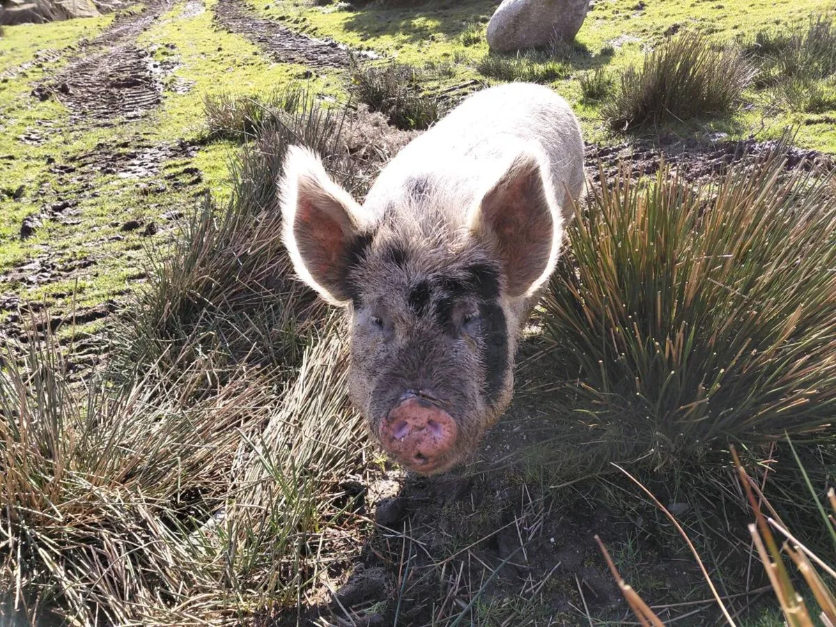 Pigs - Image 1