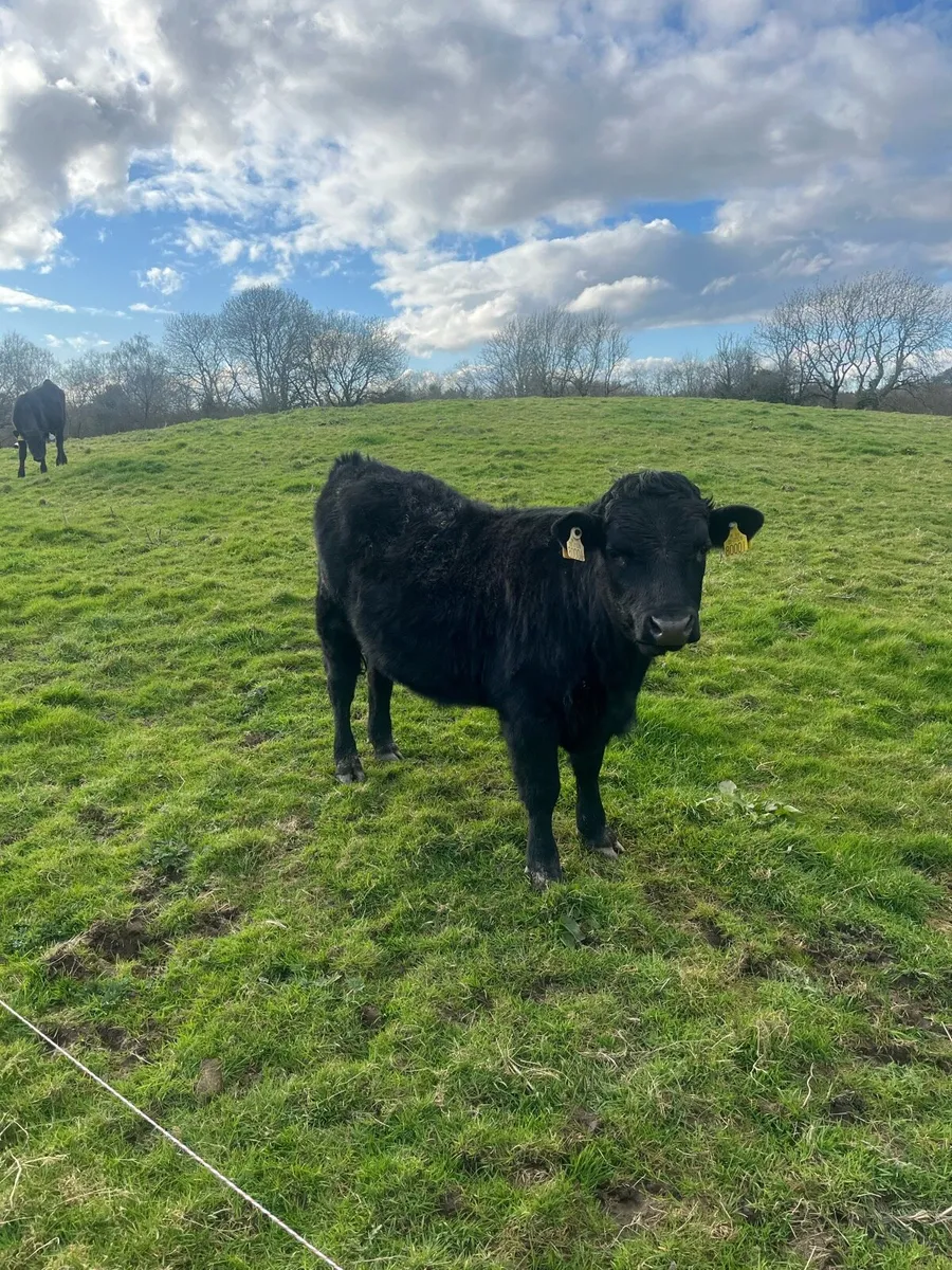 Dexter cattle - Image 1