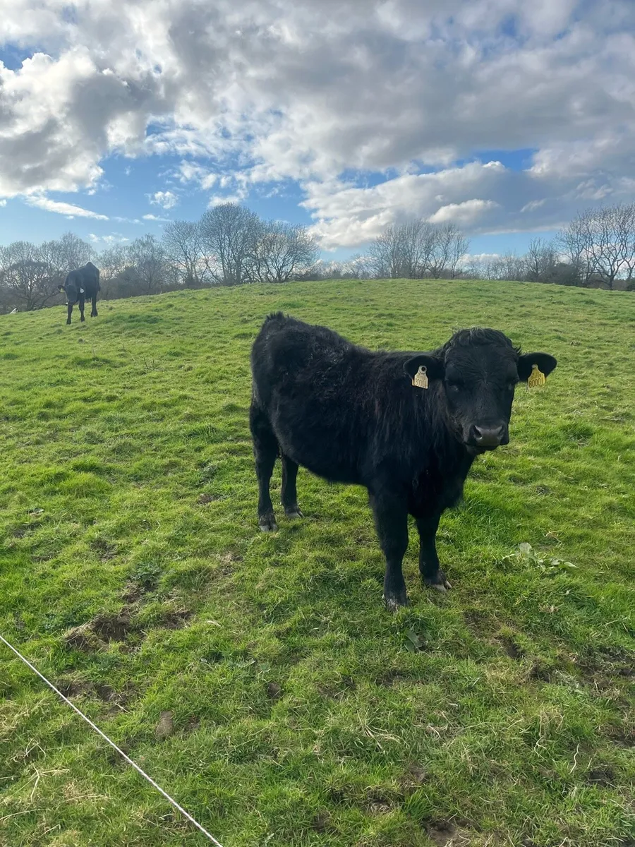 Dexter cattle - Image 2