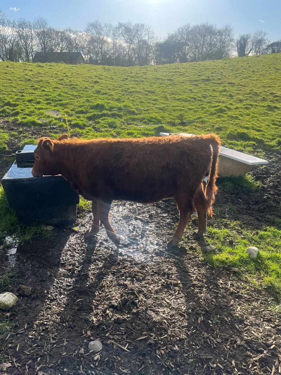 Dexter cattle - Image 3