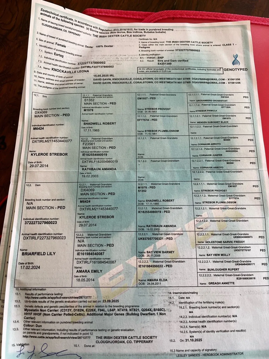 Dexter cattle - Image 4