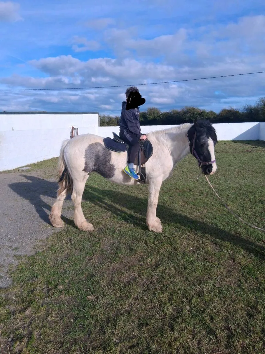 14Hh Mare pony- very quiet - Image 1