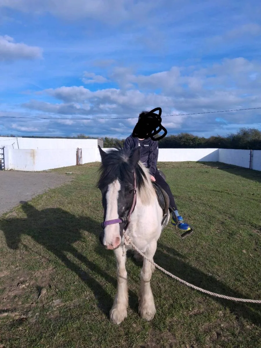 14Hh Mare pony- very quiet - Image 2