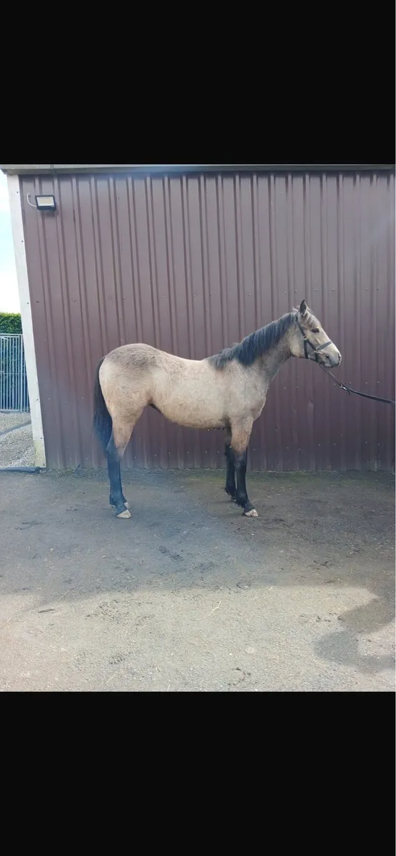 Smashing Dun Connemara Filly For Sale - Image 2