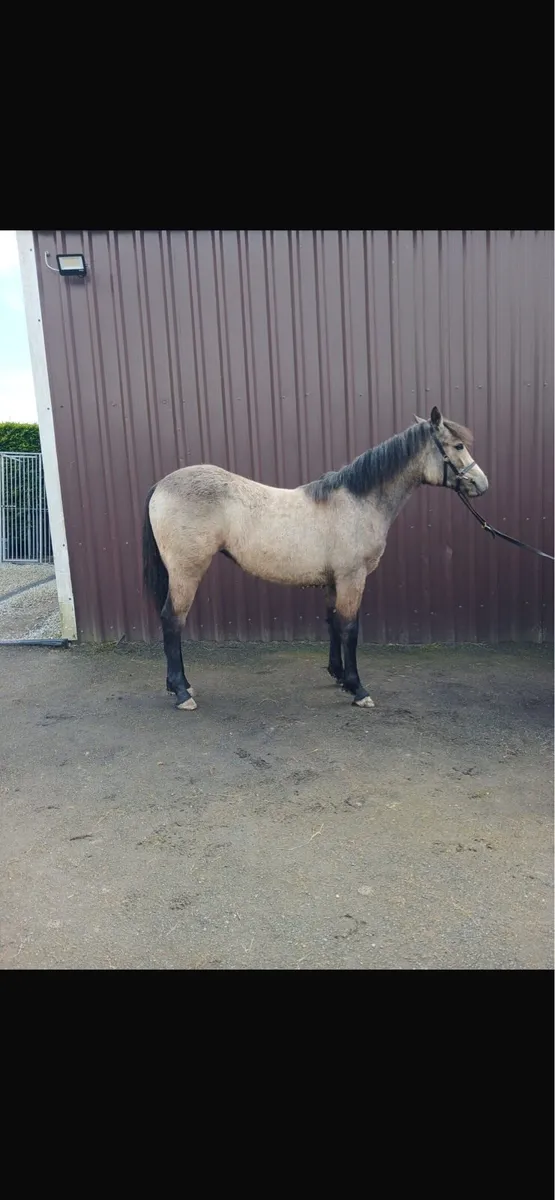 Smashing Dun Connemara Filly For Sale - Image 3