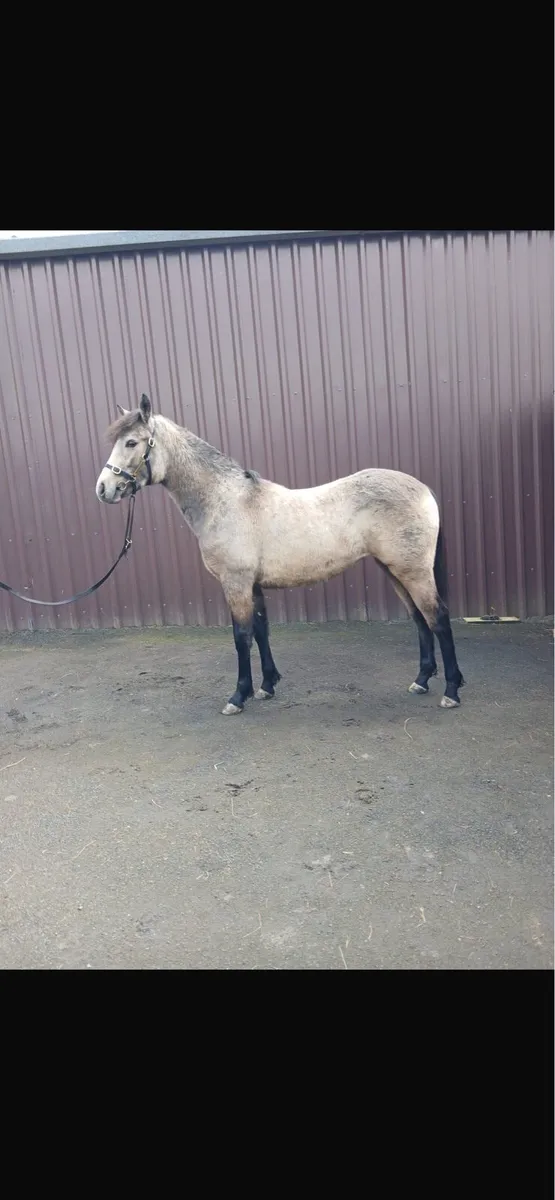 Smashing Dun Connemara Filly For Sale - Image 4