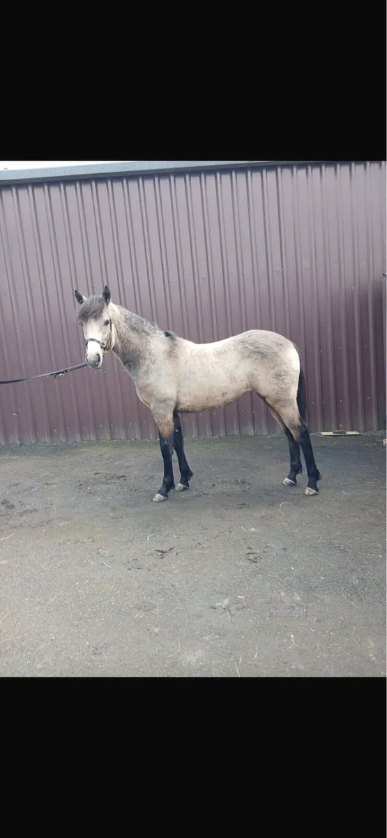 Smashing Dun Connemara Filly For Sale - Image 1