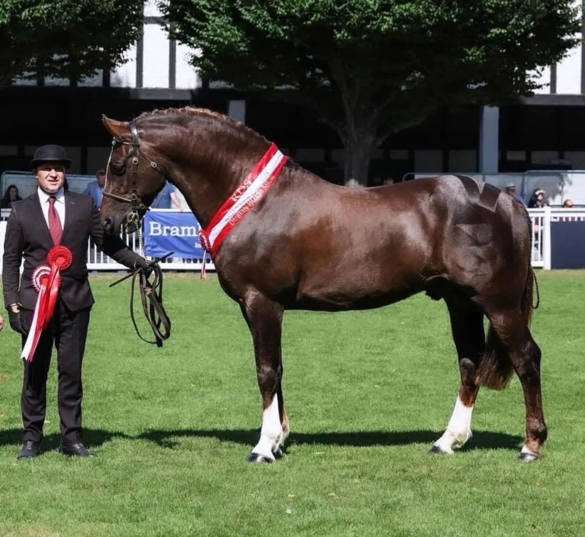 🔱At Stud Moylough Legacy🔱 - Image 1