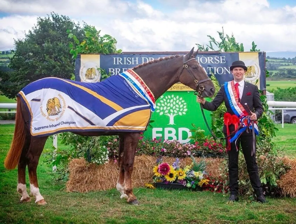 🔱At Stud Moylough Legacy🔱 - Image 2