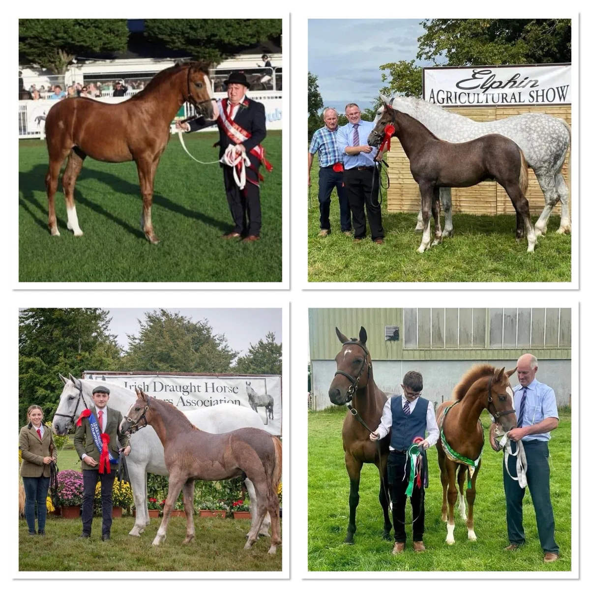 🔱At Stud Moylough Legacy🔱 - Image 3