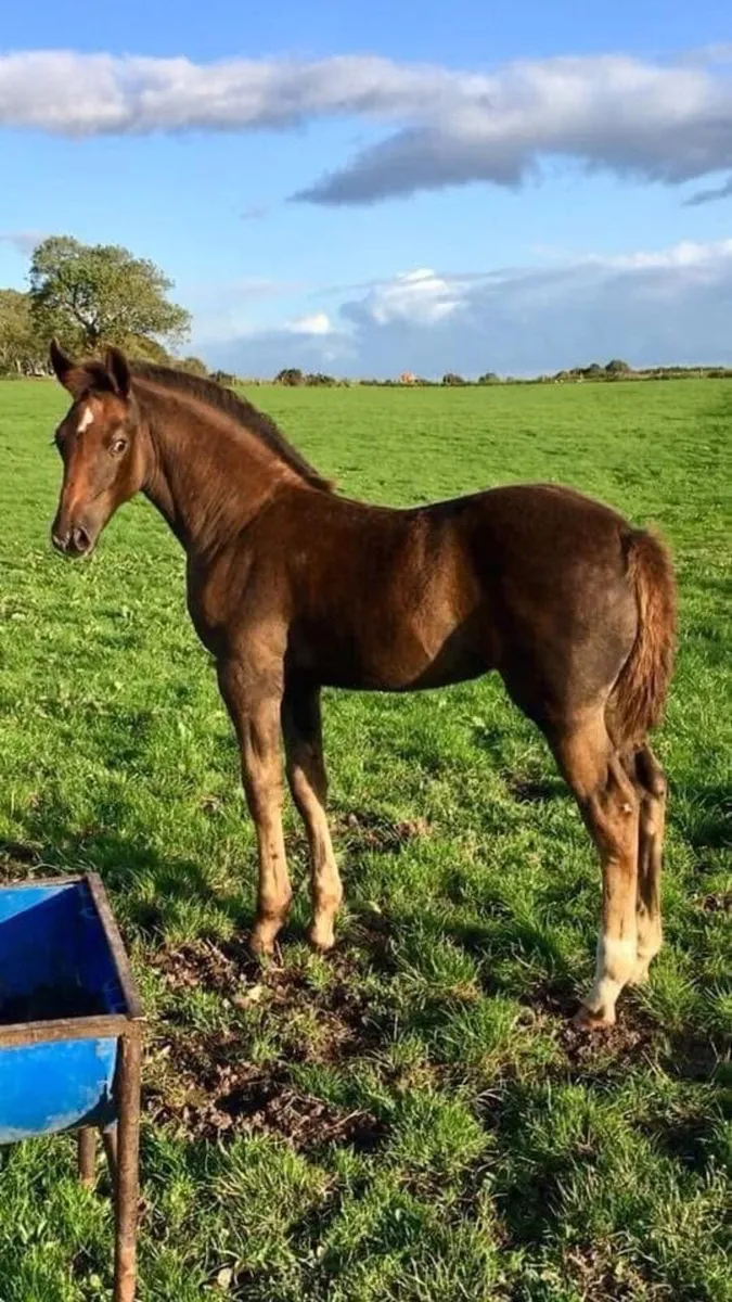 🔱At Stud Moylough Legacy🔱 - Image 4