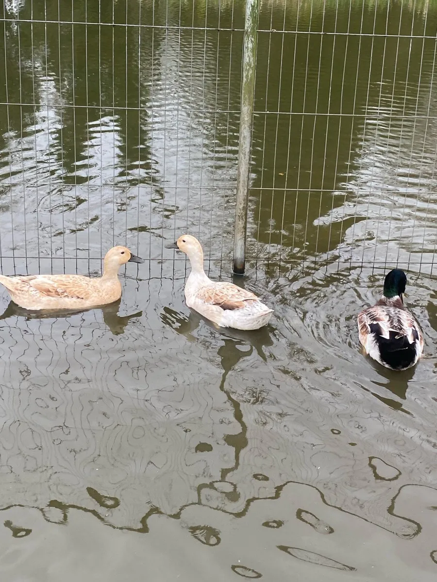 Walsh Harlequin Duck eggs for sale. - Image 3
