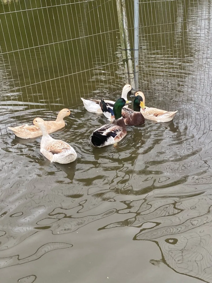 Walsh Harlequin Duck eggs for sale. - Image 4