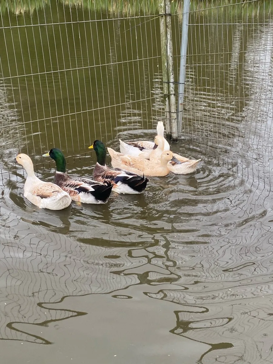 Walsh Harlequin Duck eggs for sale. - Image 1