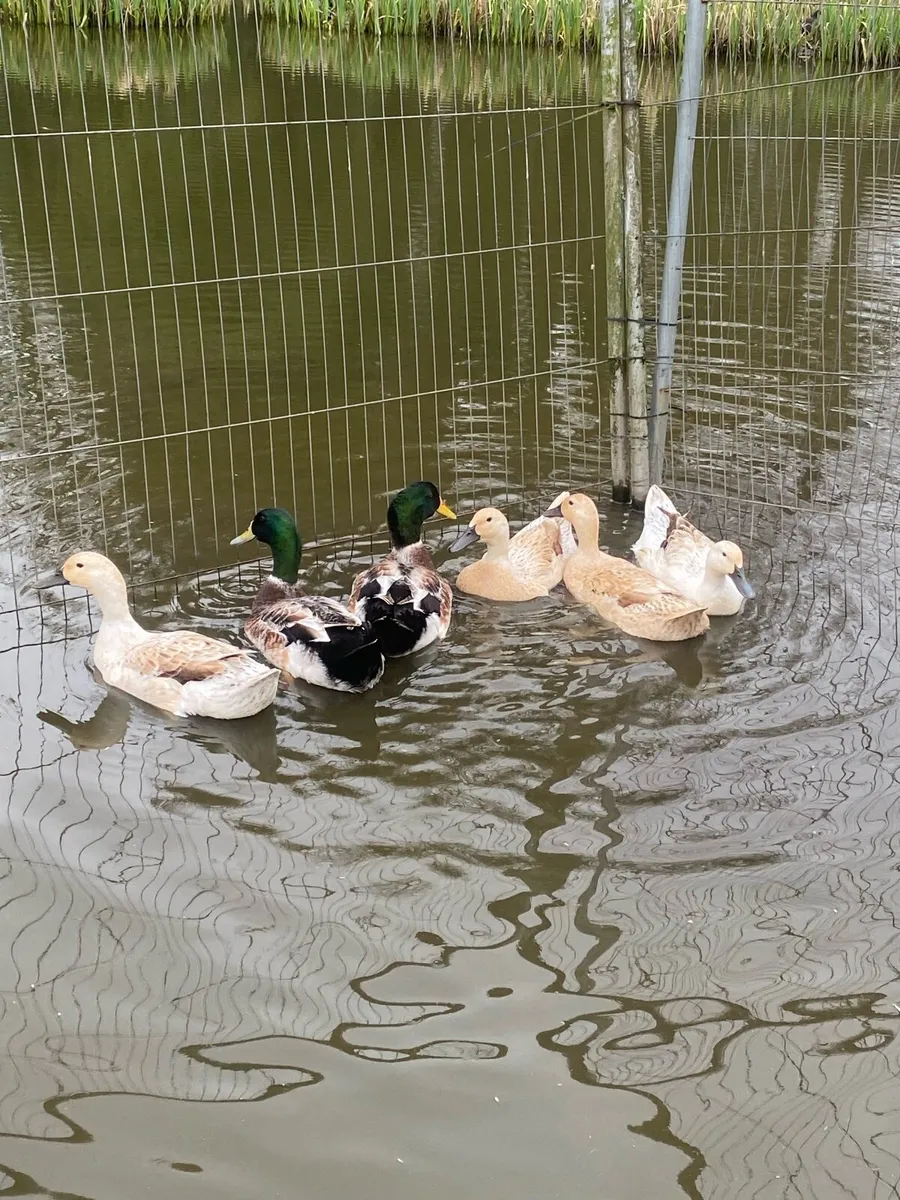 Walsh Harlequin Duck eggs for sale. - Image 2