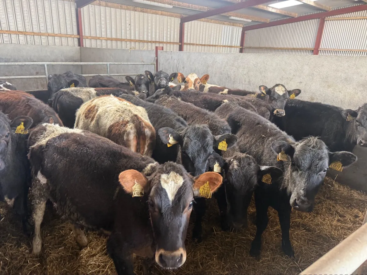 20 FRESION CROSS HEIFERS ( 260 KGS ) - Image 2