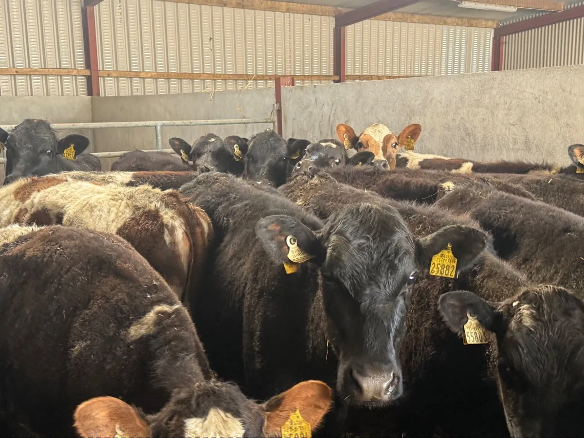 20 FRESION CROSS HEIFERS ( 260 KGS ) - Image 1