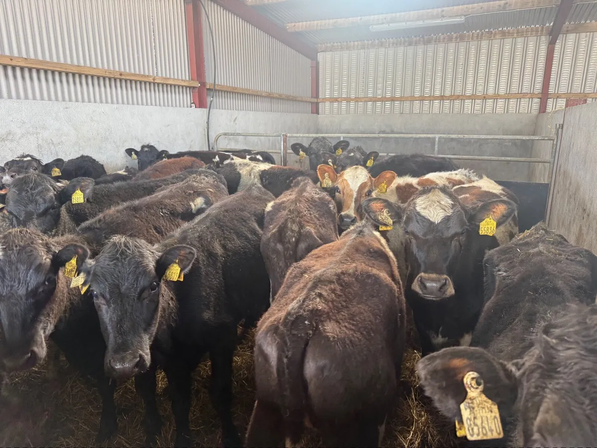 20 FRESION CROSS HEIFERS ( 260 KGS ) - Image 3