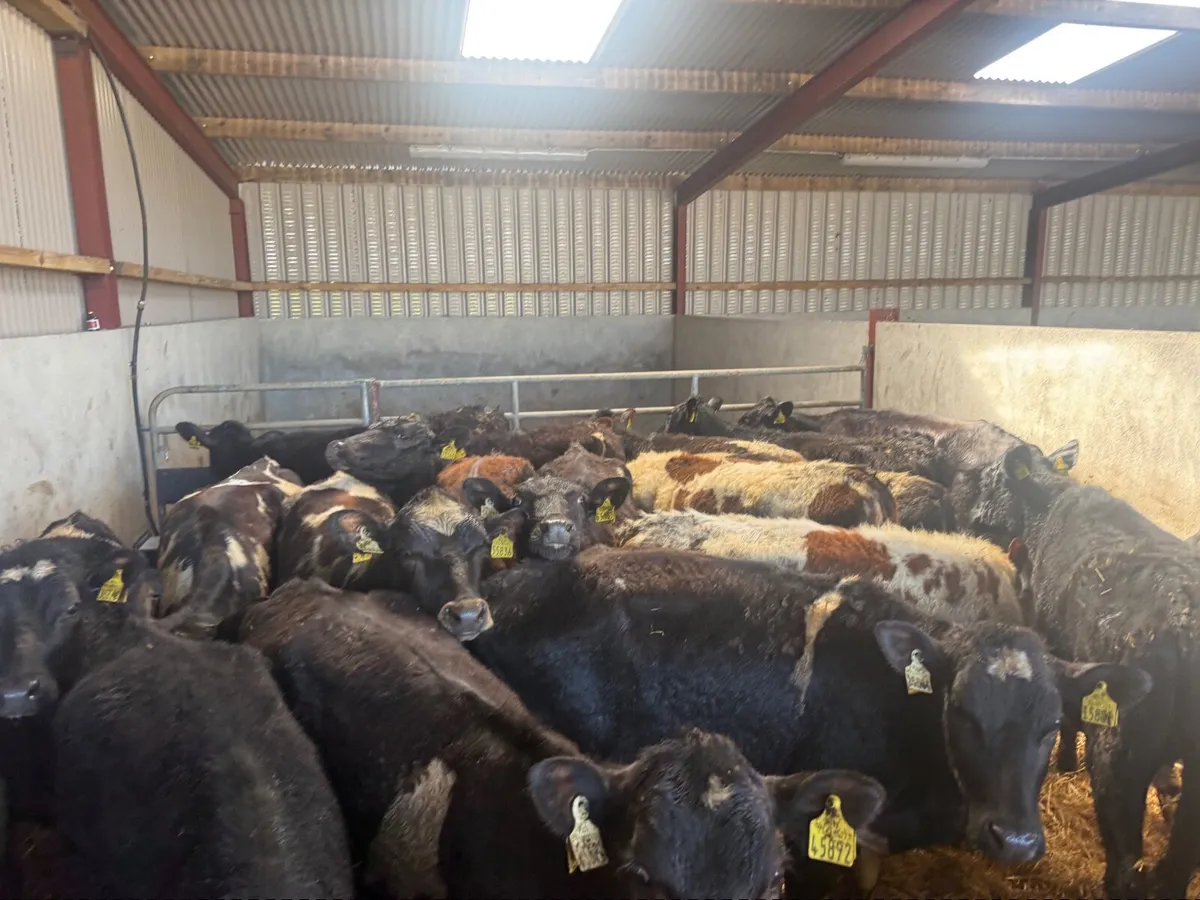 20 FRESION CROSS HEIFERS ( 260 KGS ) - Image 4