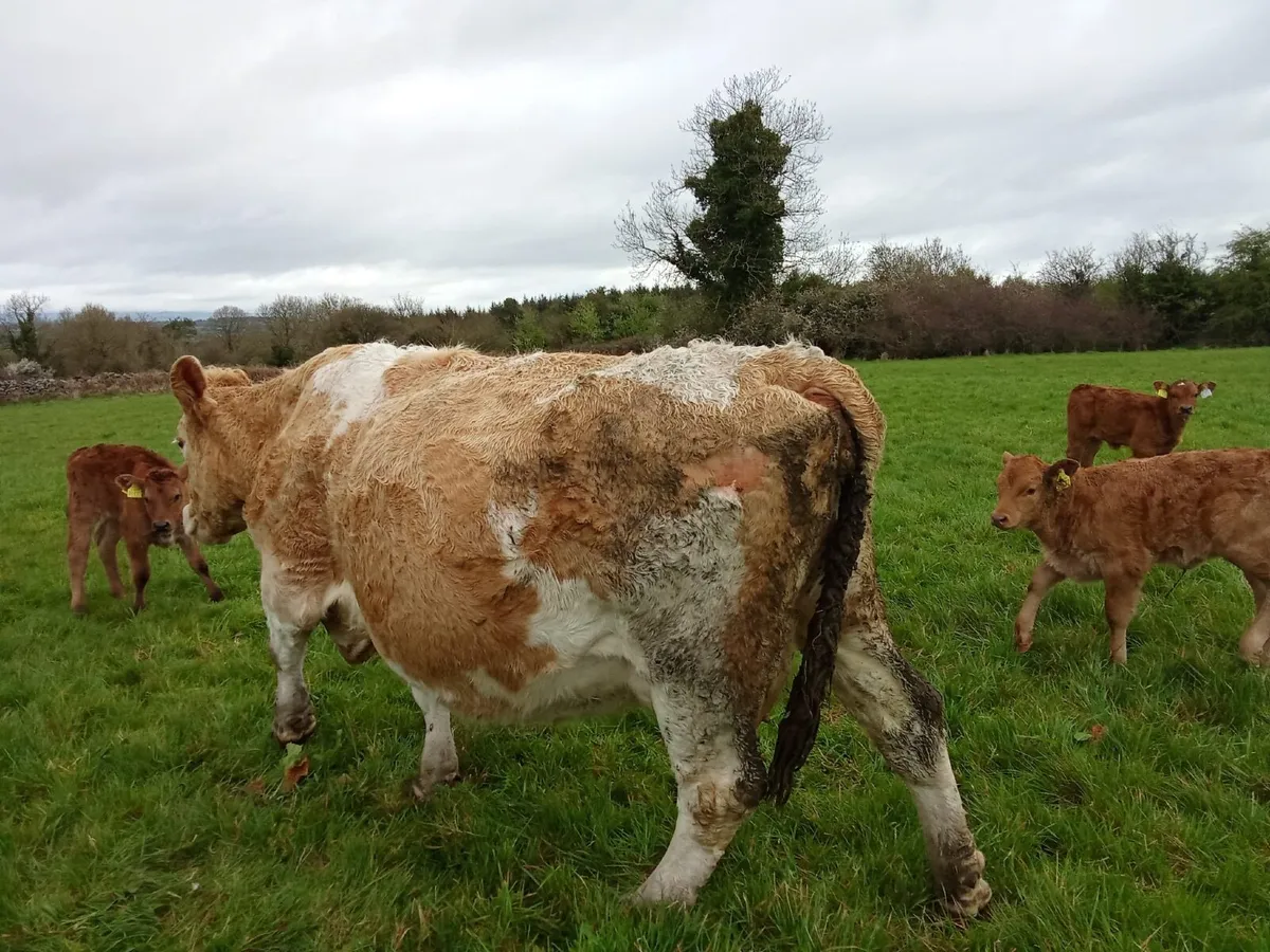 Organic Cows with calves at foot - Image 2