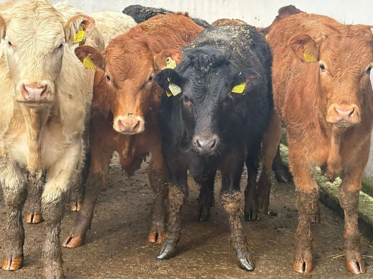 8 weanling-heifers - Image 1