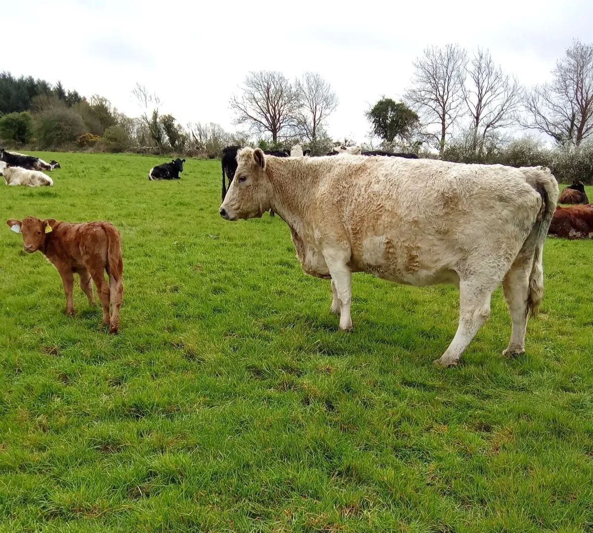 Organic Cows with calves at foot - Image 1