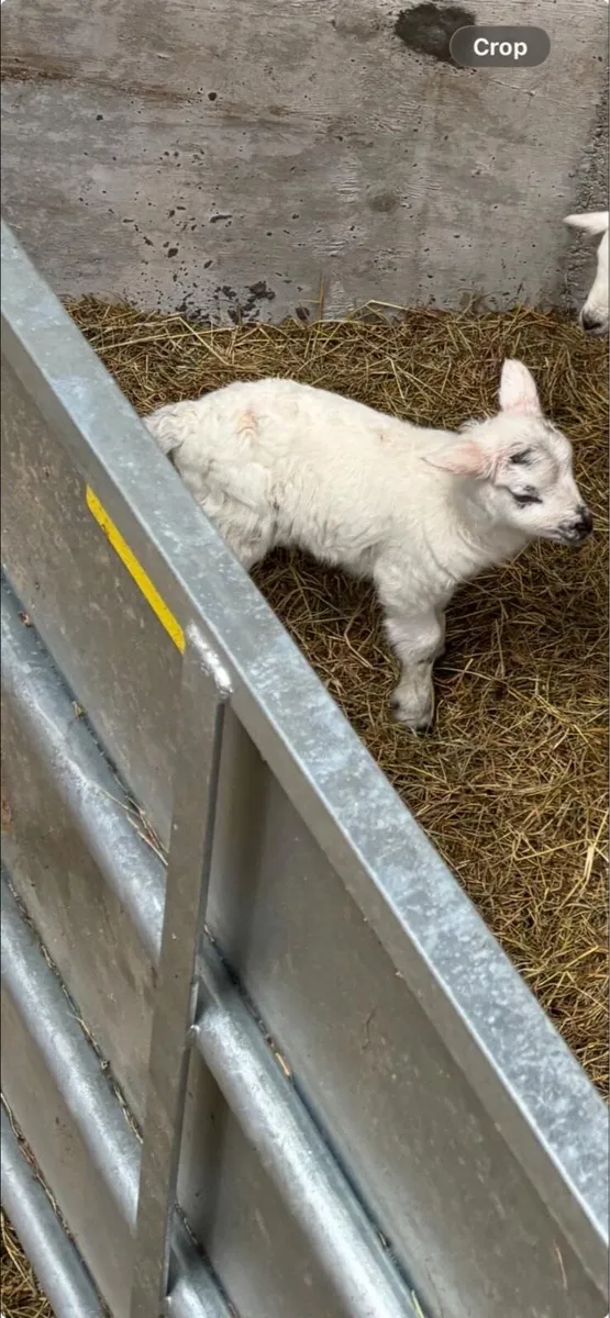 Free Pet Lamb