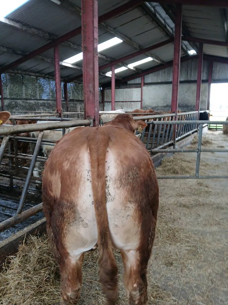 PB Limousin Loyal Son - Image 2