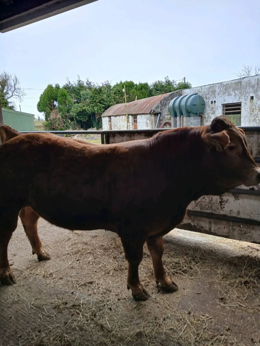 PB Limousin Loyal Son - Image 3