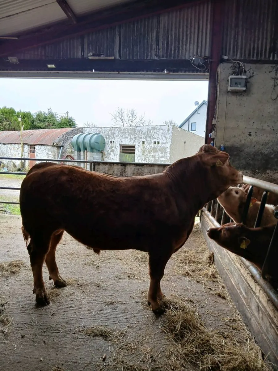 PB Limousin Loyal Son - Image 4