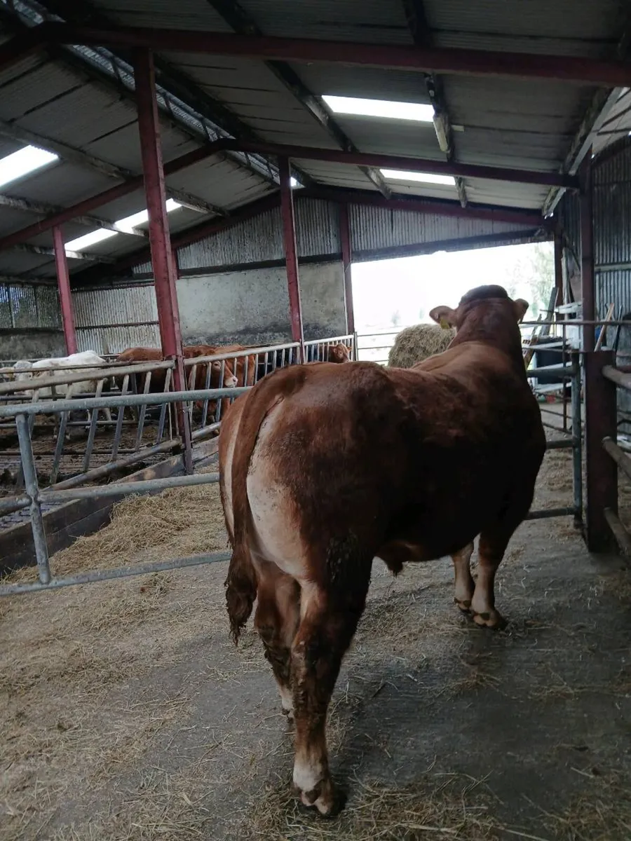 PB Limousin Loyal Son - Image 1