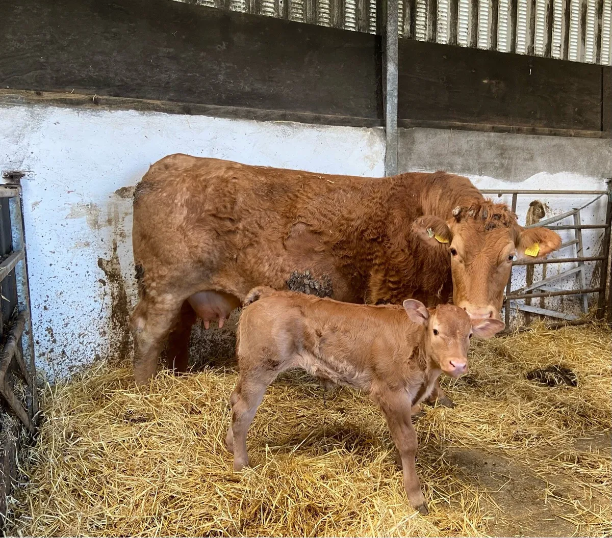 Limousin cow - Image 2