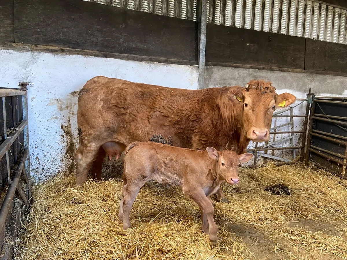 Limousin cow - Image 1