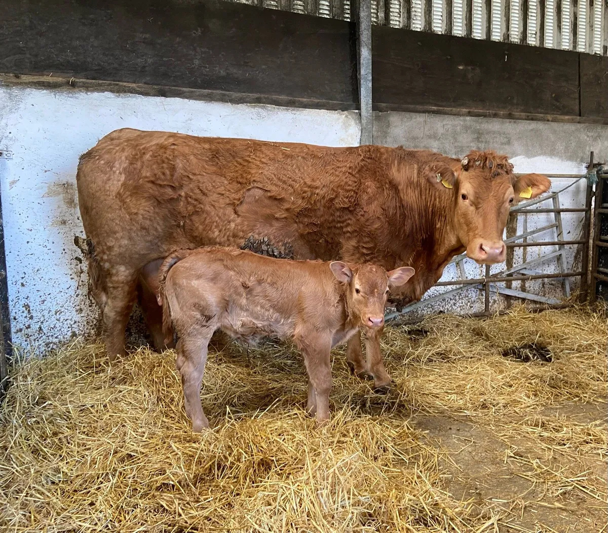 Limousin cow - Image 3