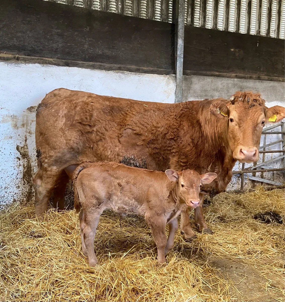 Limousin cow - Image 4