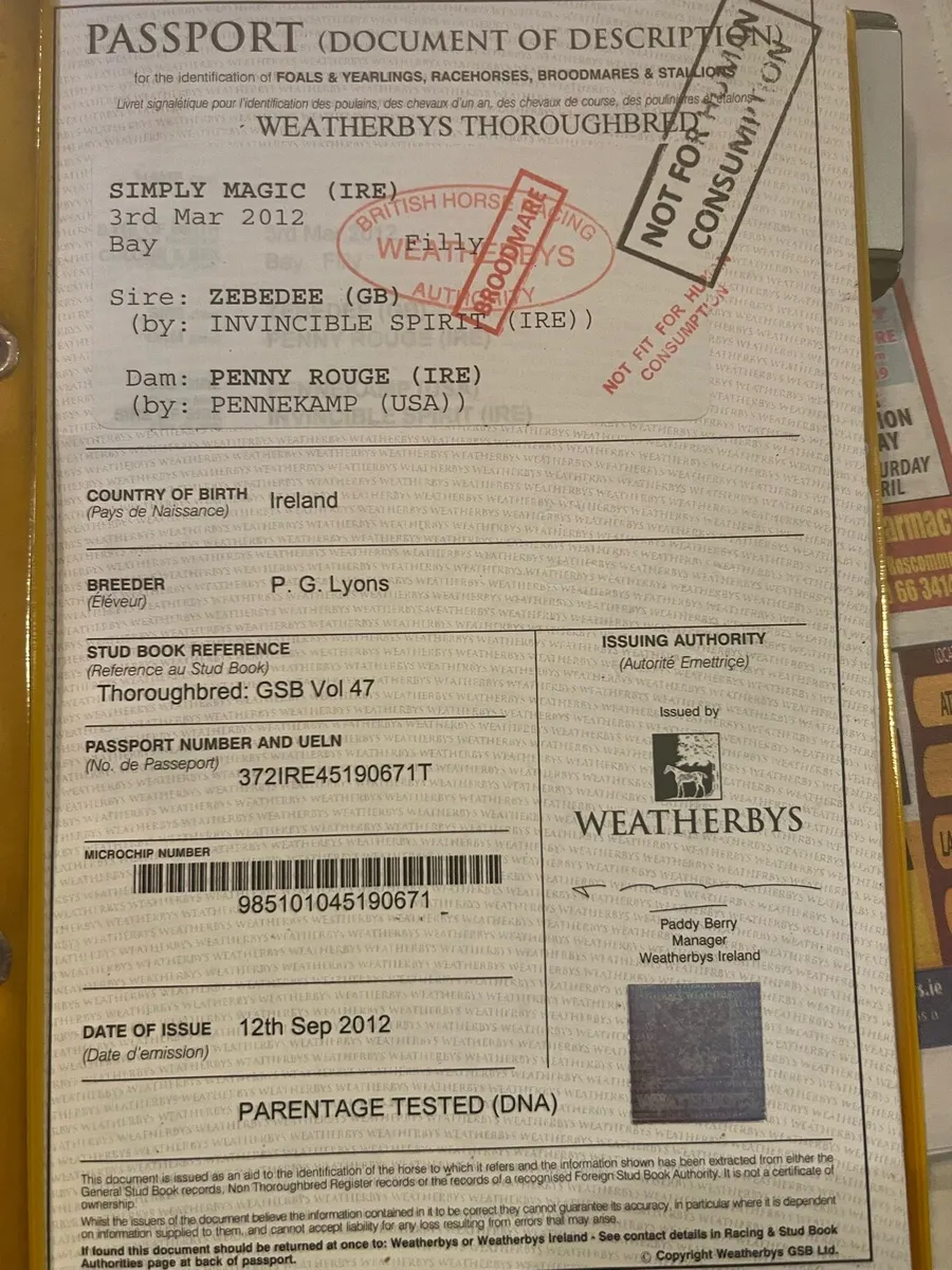 3 Fresh TB Bay Mares - Image 1