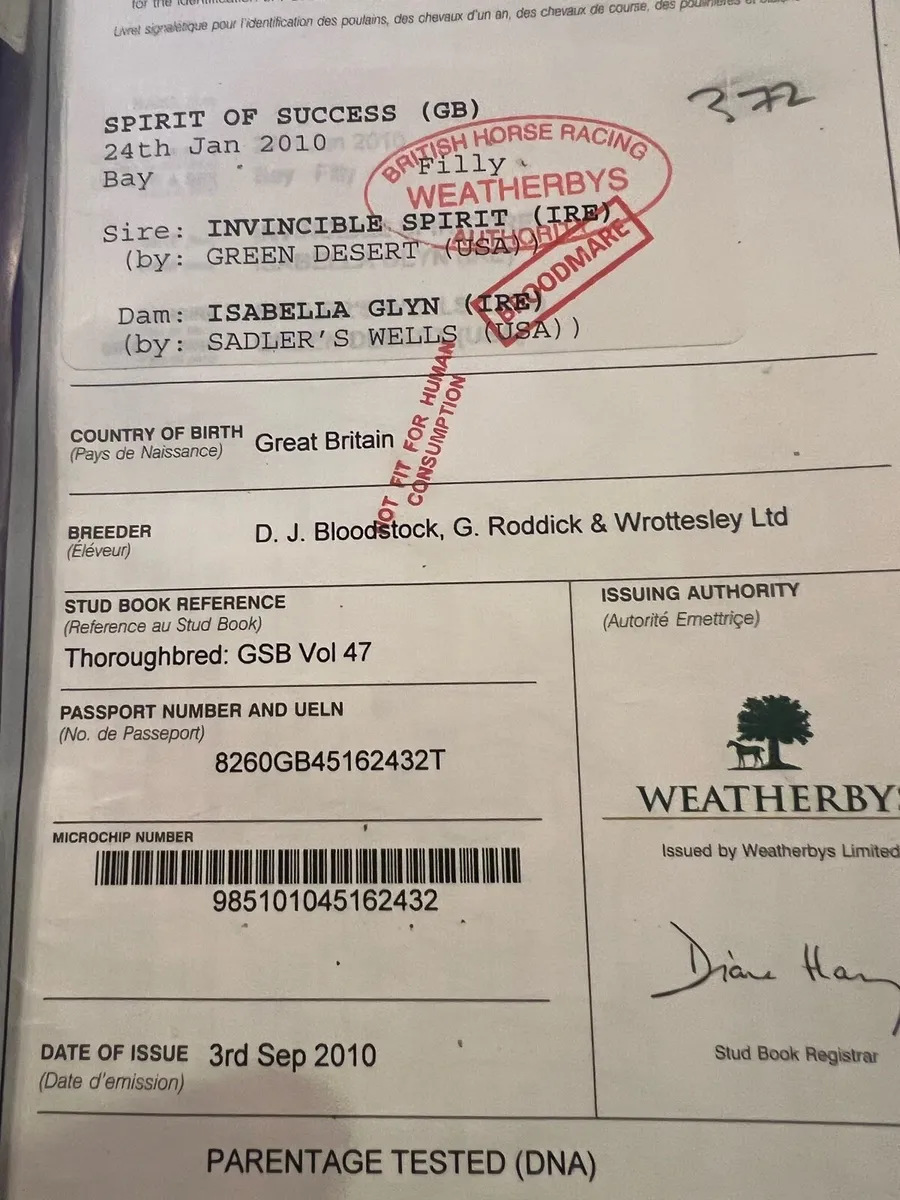 3 Fresh TB Bay Mares - Image 2