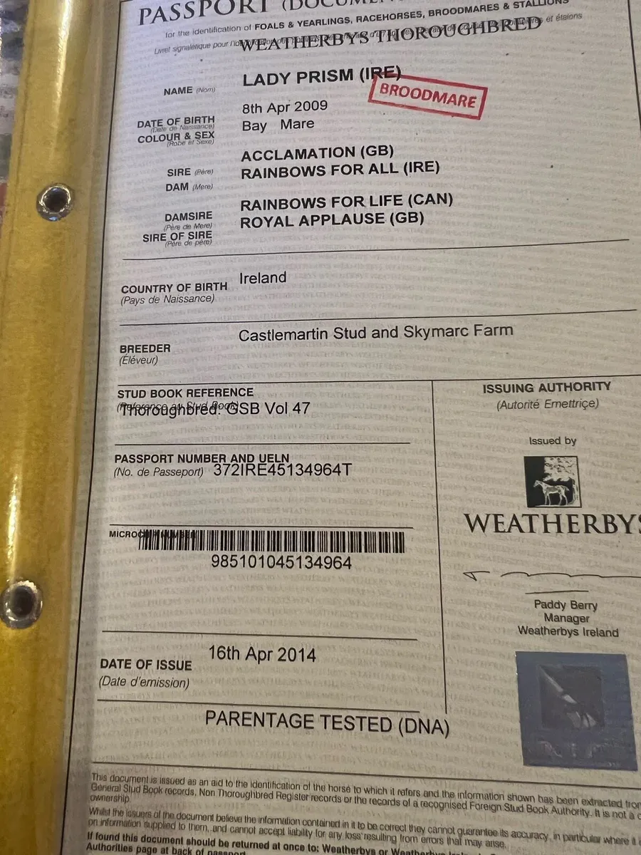 3 Fresh TB Bay Mares - Image 3