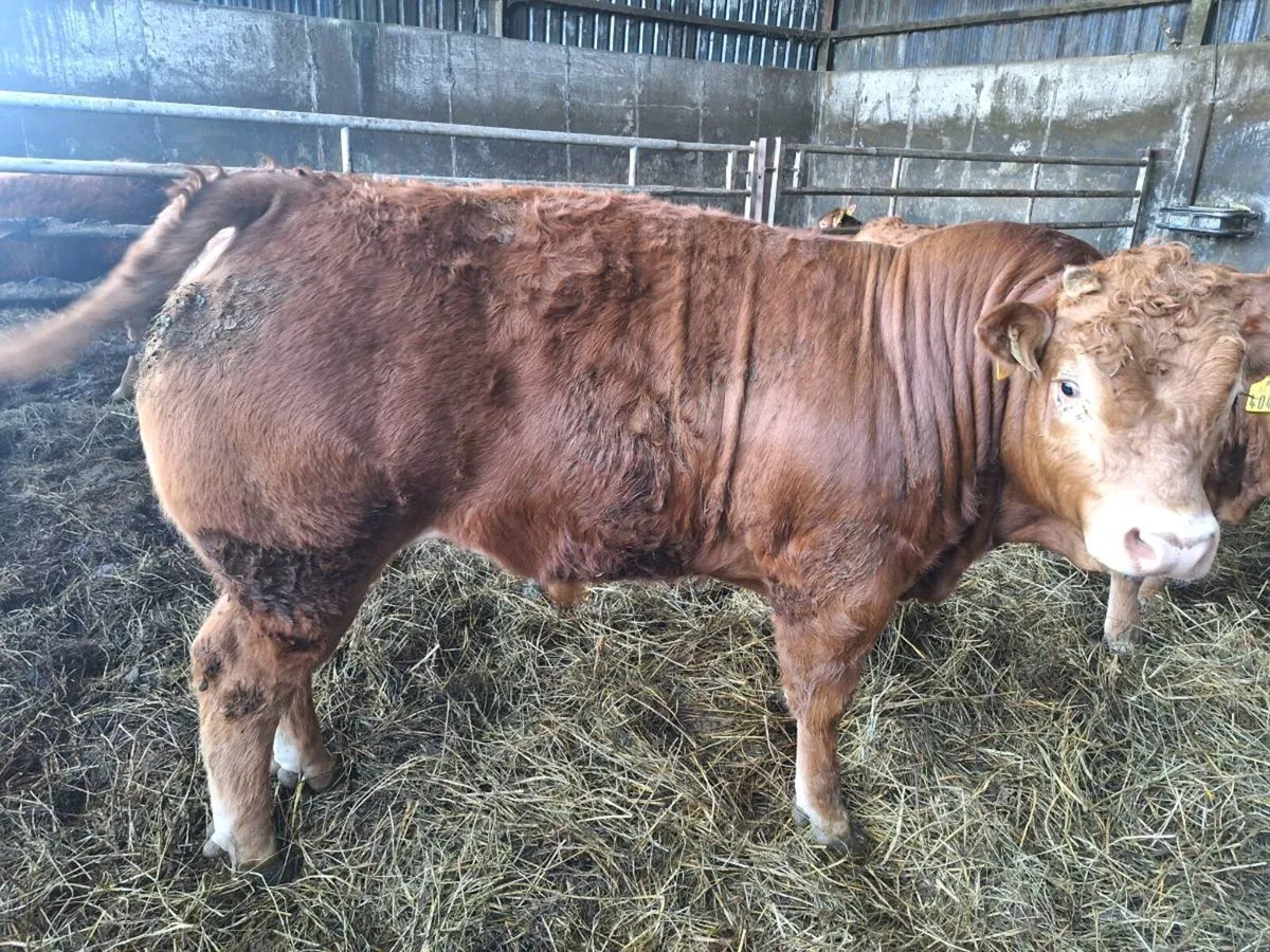 Pedigree Limousin Bull For Sale - Image 2