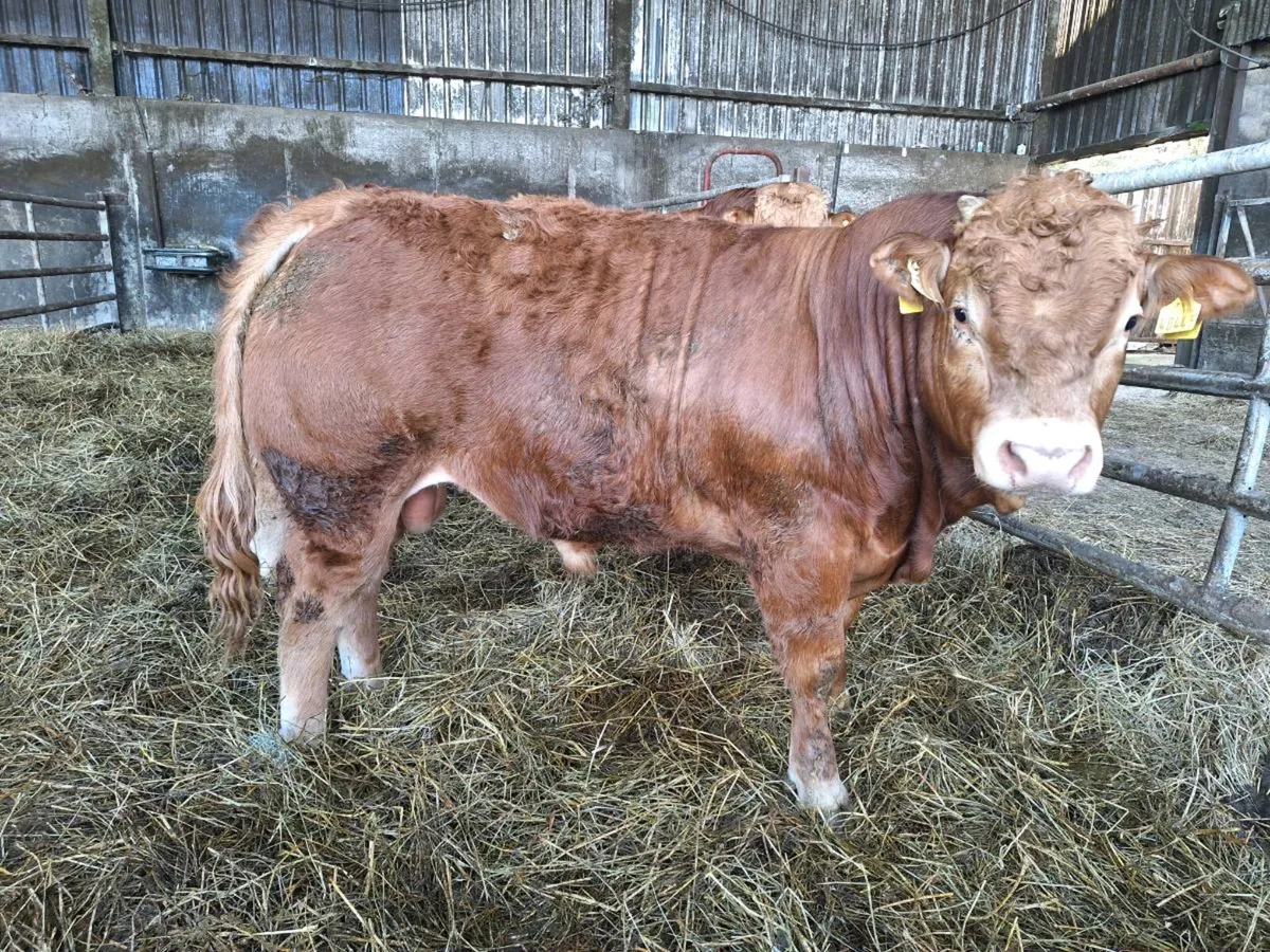 Pedigree Limousin Bull For Sale - Image 3
